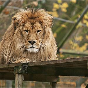 Lion at Zoo in der Wingst