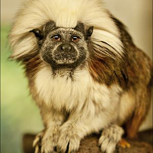 Cotton-top tamarin at Zoo in der Wingst