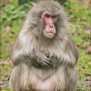 Japanese macaque at Zoo in der Wingst