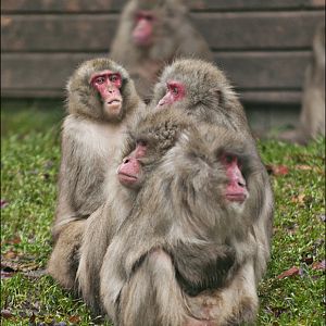 Japanese macaques at Zoo in der Wingst