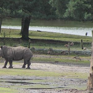 Southern white rhino and white stork