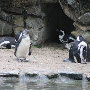 African penguins