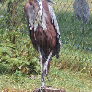 Goliath heron