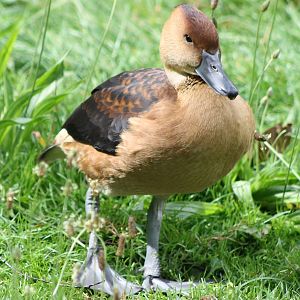 Whistling duck