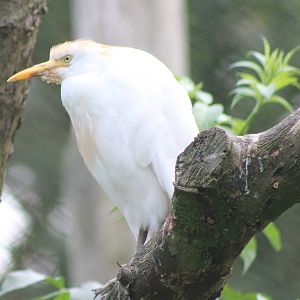 Cattle egret