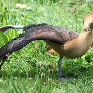 Whistling duck