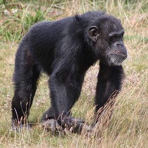 Chimpanzee