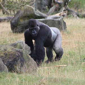 Western lowland gorilla