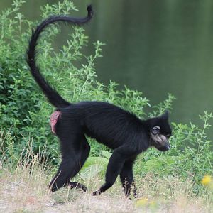 Black mangabey