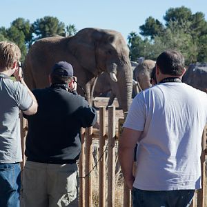photographers with bull elephant