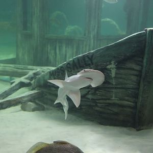 new aquatics building