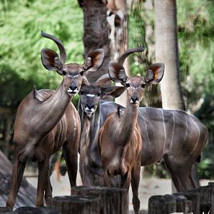 curious kudus