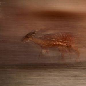 bushbuck on the move