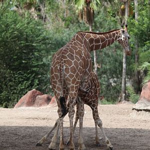 giraffe nursing