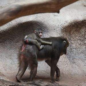 baby riding on mom