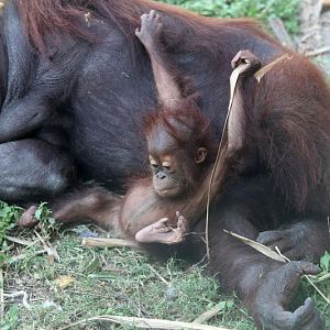 baby orangutan