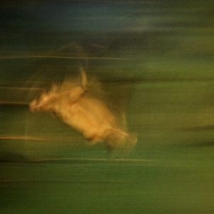 short tailed fruit bat in flight