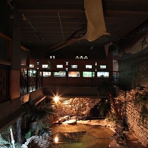alligator exhibit