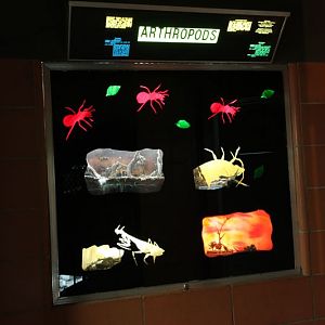 arthropod exhibit