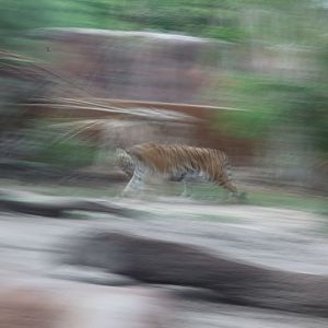 tiger on the move