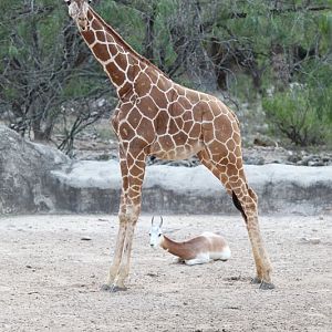 giraffe and addra gazelle