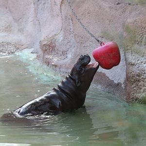 hippo bobbing for apples