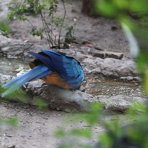 macaw drinking from stream