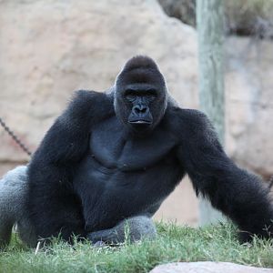 silverback gorilla