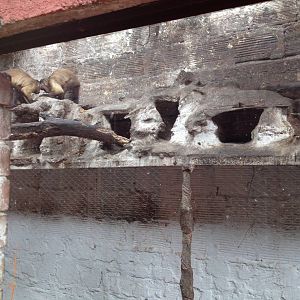 Brown Capuchin "exhibit"