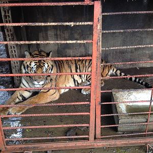 Tiger holding area