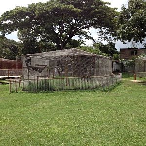 Colombian spider monkey