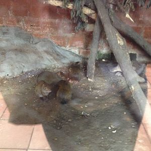 Agouti enclosure