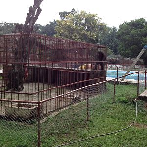 Chimpanze tiny enclosure