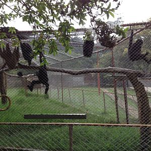 Colombian spider monkey