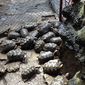 Hacinated deformed tortoises