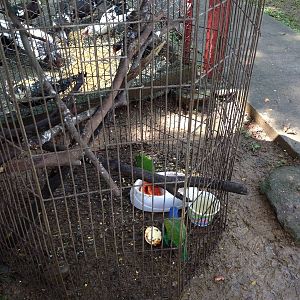 Caged blue headed parrots