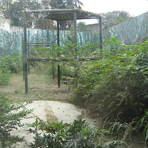 orangutan cage