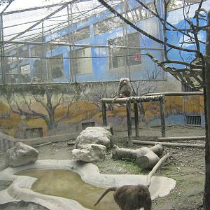 hamadryas baboon cage