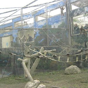 golden snub-nosed monkey cage
