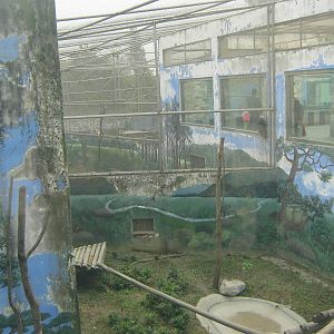 mandrill cages
