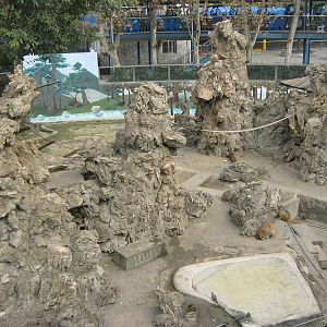 view of the rhesus macaque island