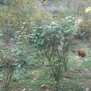 red panda, outside enclosure