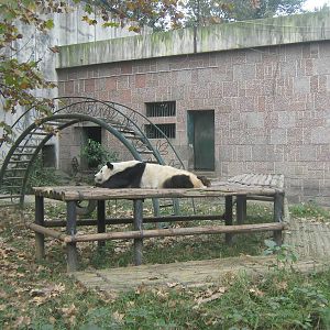 giant panda, outside enclosure