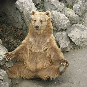 brown bear, in his patented begging pose