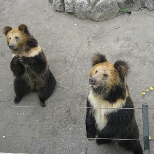 Tibetan blue bears, begging for food