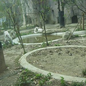 white tiger enclosure