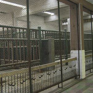 inside the elephant house