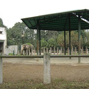 elephant enclosure
