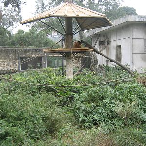 golden snub-nosed monkey cage