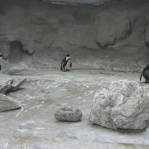 penguin enclosure